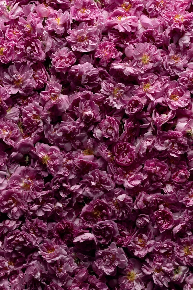 Rose Shiso