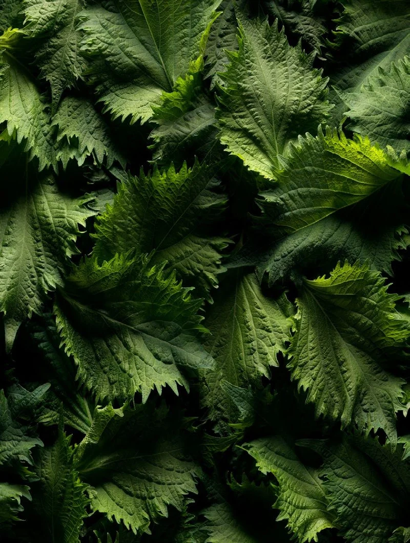 Rose Shiso