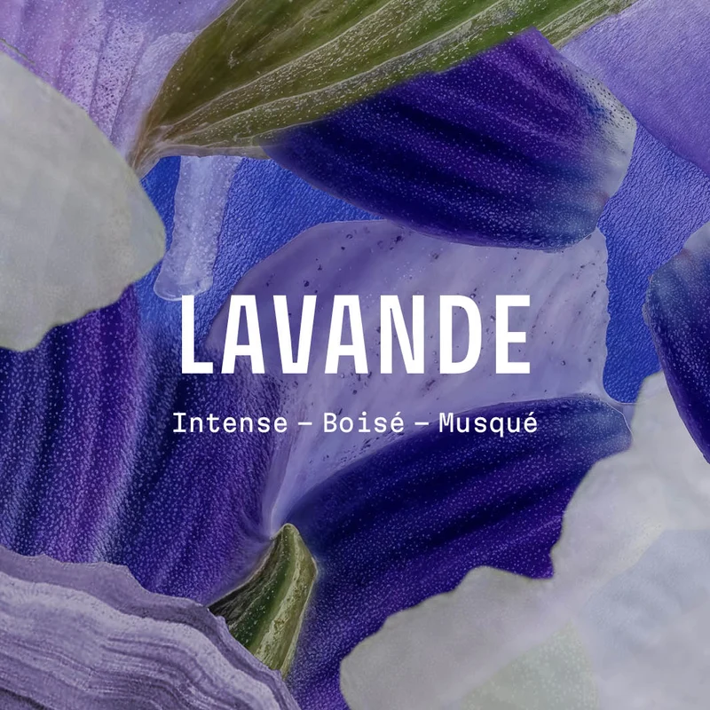 Lait corps hydratant - Lavande Iconique 250ml