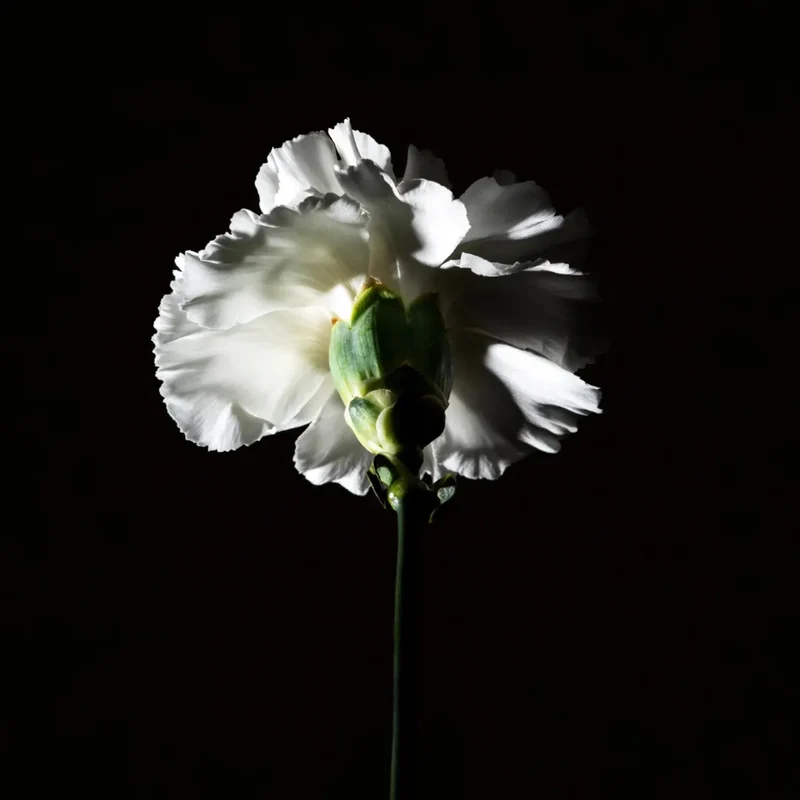 Hair Perfume - Pas Ce Soir