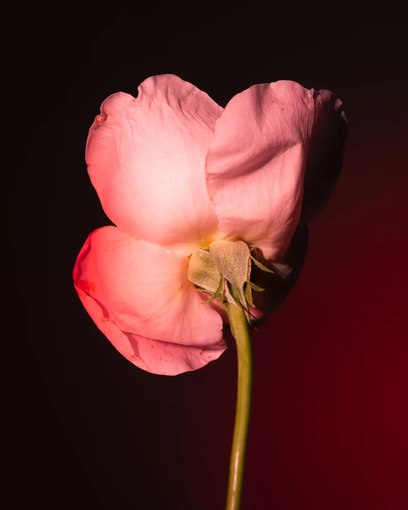Eau de Parfum - Tabac Rose