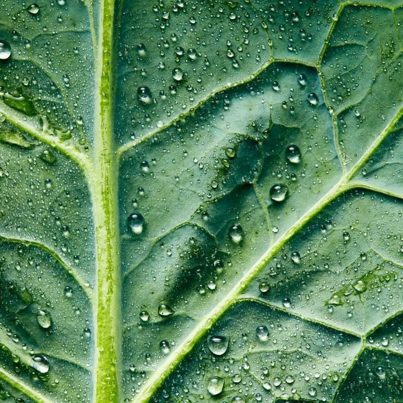Kale Face Cleanser